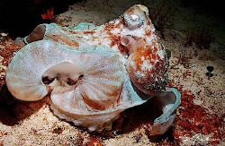 Wrapping those arms around anything nearby. This Image of... by Steven Anderson 